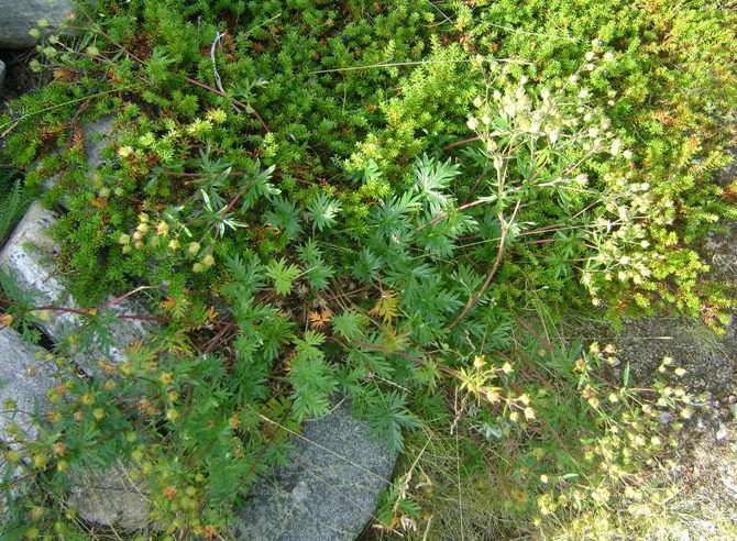 Изображение особи Potentilla arctica.