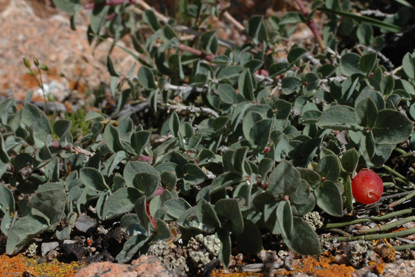 Изображение особи Lonicera humilis.