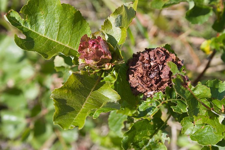 Image of Salix pyrolifolia specimen.