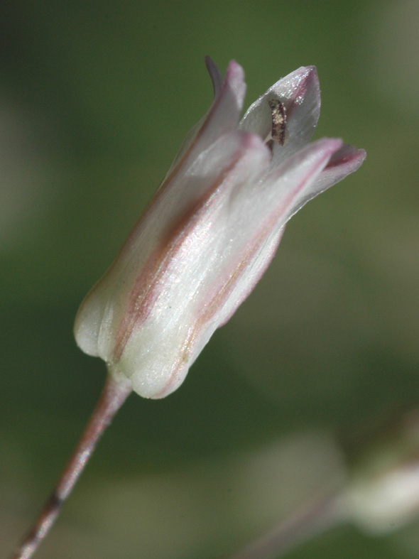 Изображение особи Allium setifolium.
