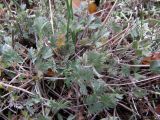 Pimpinella tragium