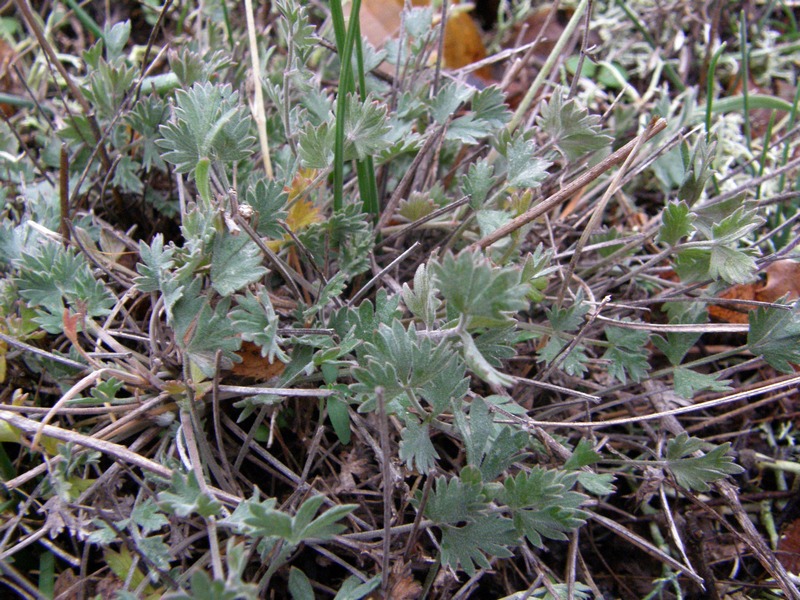 Image of Pimpinella tragium specimen.