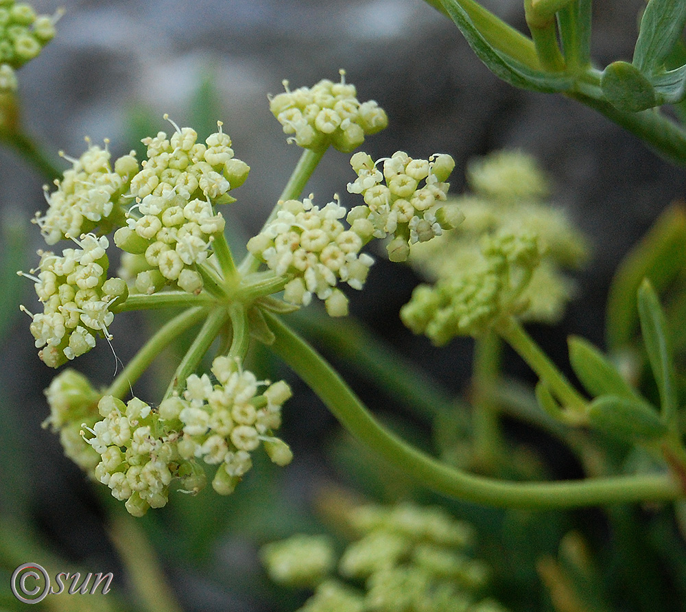 Изображение особи Crithmum maritimum.