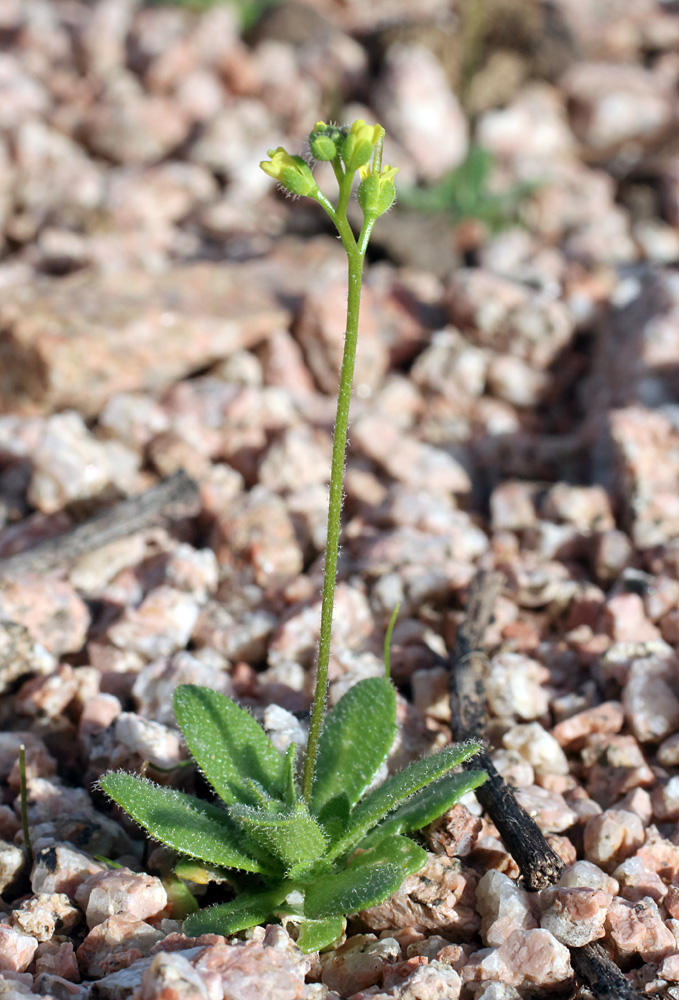 Image of Drabopsis nuda specimen.