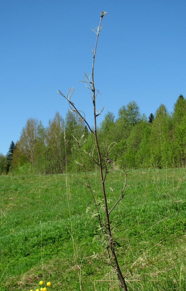 Изображение особи Sorbus aucuparia.