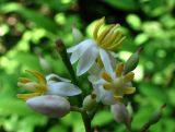 Nandina domestica. Цветки, бутоны и плоды. Краснодарский край, Сочи, Дендрарий. 01.07.2015.
