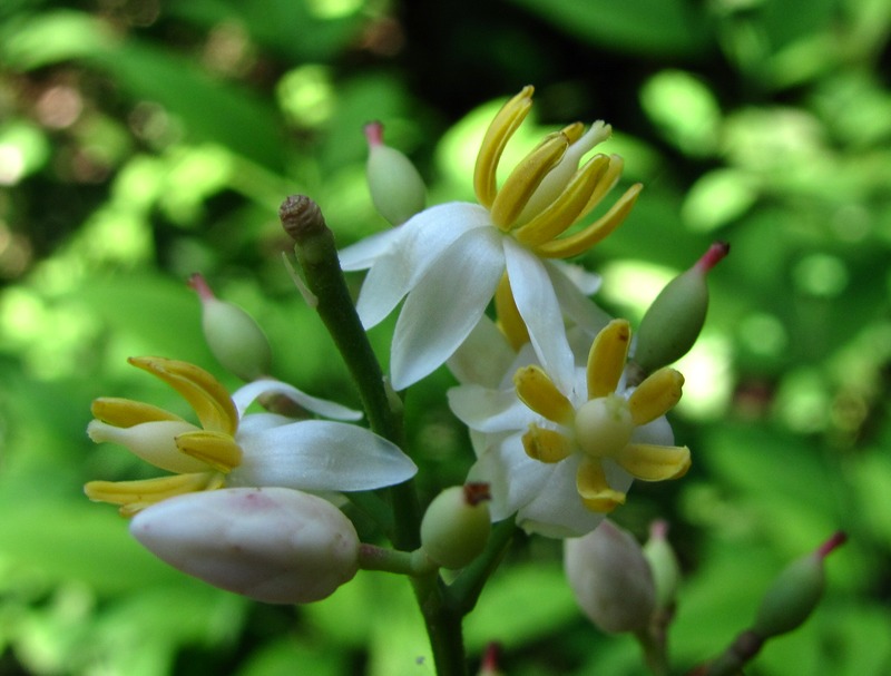 Изображение особи Nandina domestica.