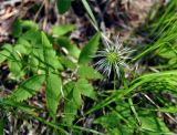 Atragene sibirica. Часть побега с плодом. Иркутская обл., берег озера Байкал, окр. пос. Большие Коты. 03.07.2015.
