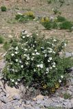 Rosa fedtschenkoana