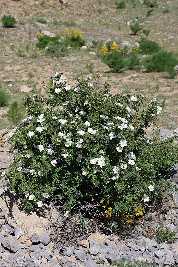 Image of Rosa fedtschenkoana specimen.