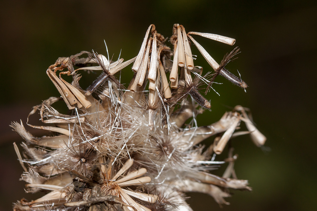 Image of Centaurea scabiosa specimen.