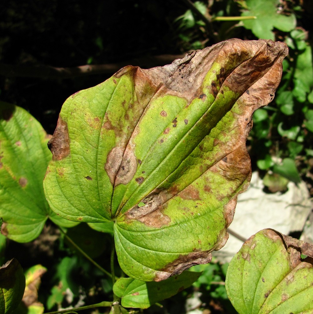 Изображение особи Dioscorea caucasica.