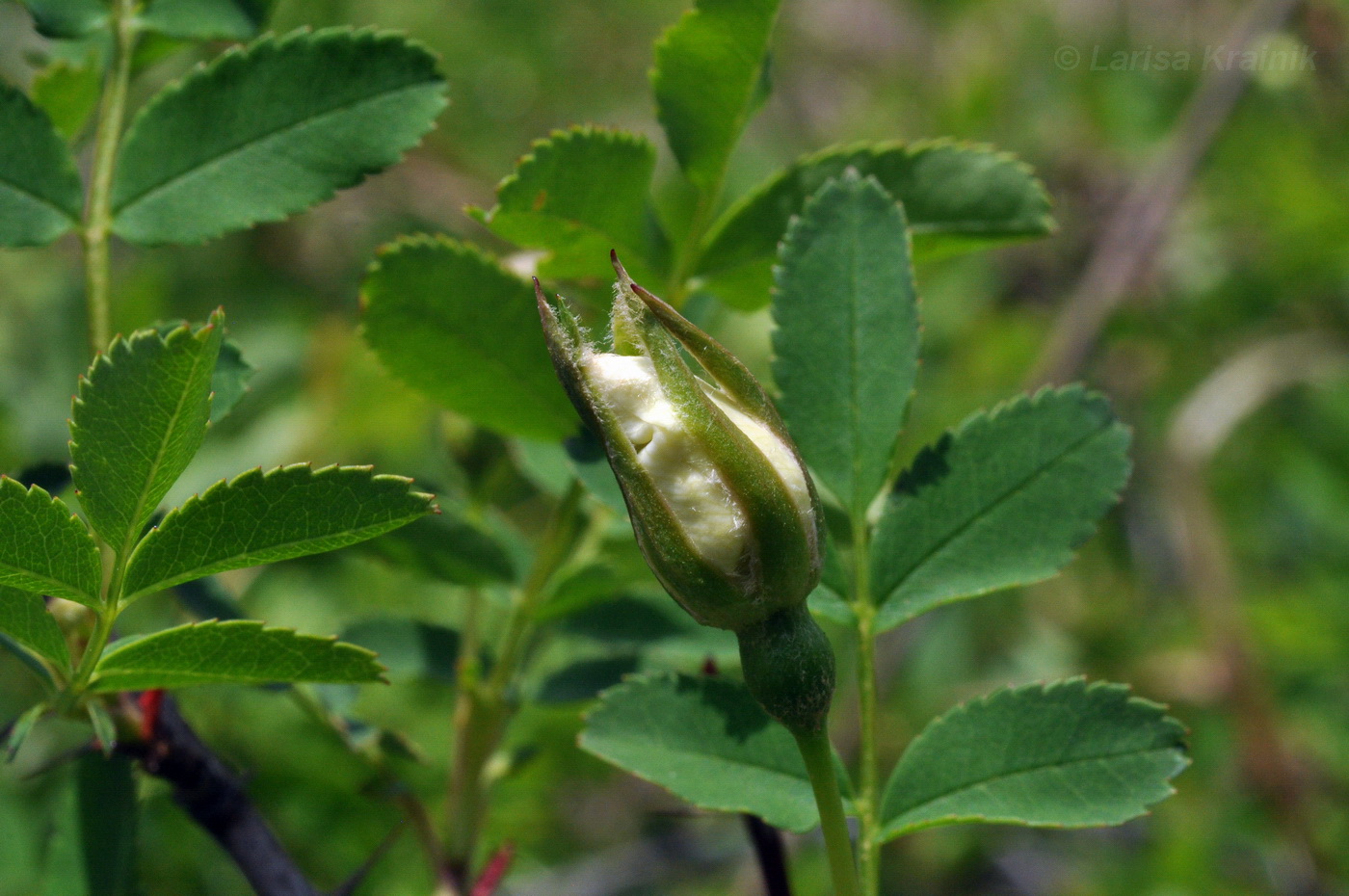 Изображение особи Rosa spinosissima.