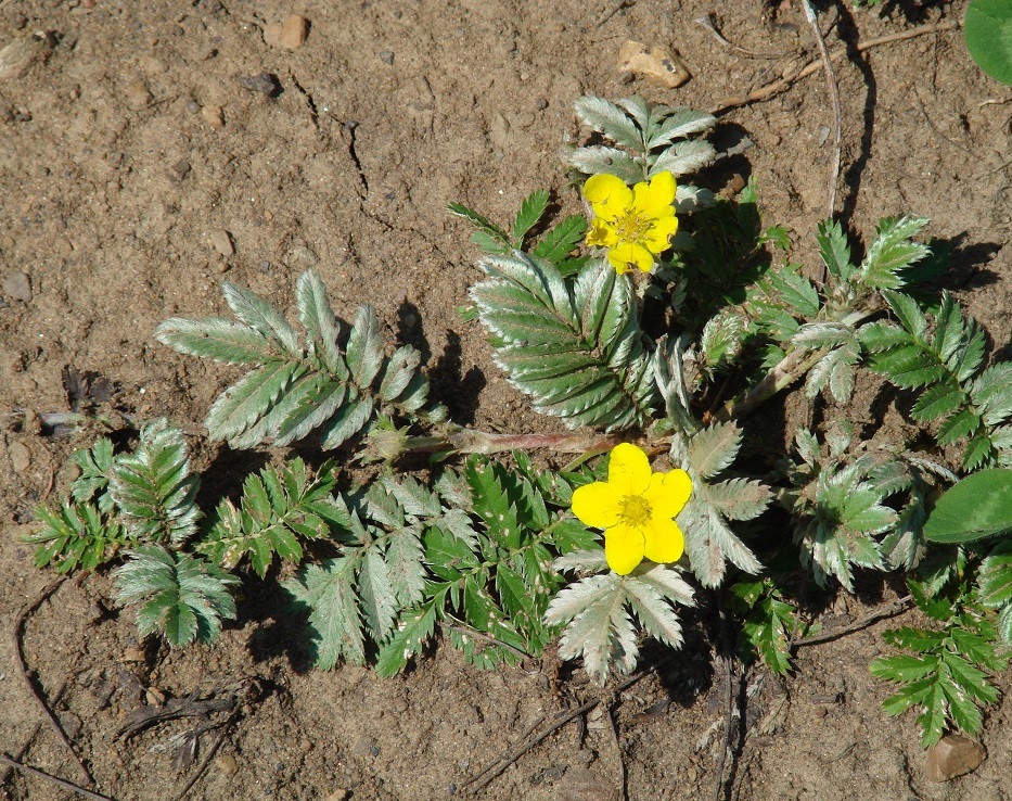 Image of Potentilla anserina specimen.