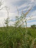 Astragalus tenuis