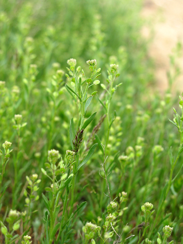 Image of Lepidium ruderale specimen.