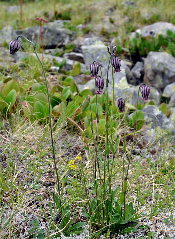 Изображение особи Gastrolychnis tristis.