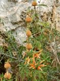 Leonotis leonurus