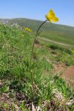 Ranunculus raddeanus