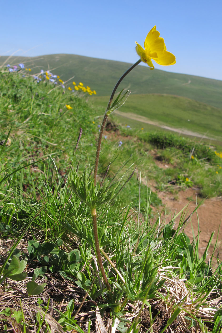 Image of Ranunculus raddeanus specimen.