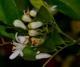 Murraya paniculata