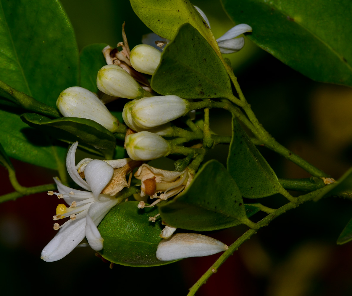 Image of Murraya paniculata specimen.