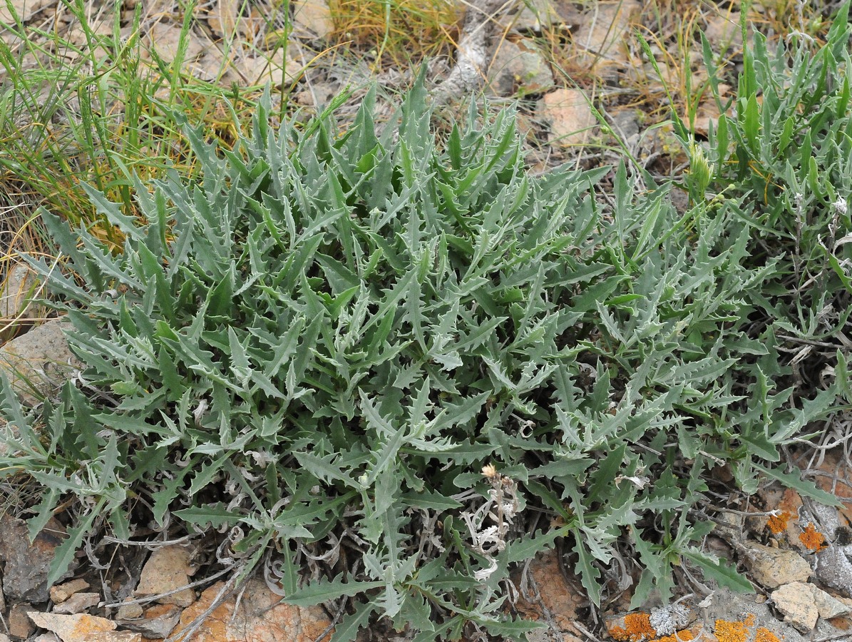 Image of Saussurea lipschitzii specimen.