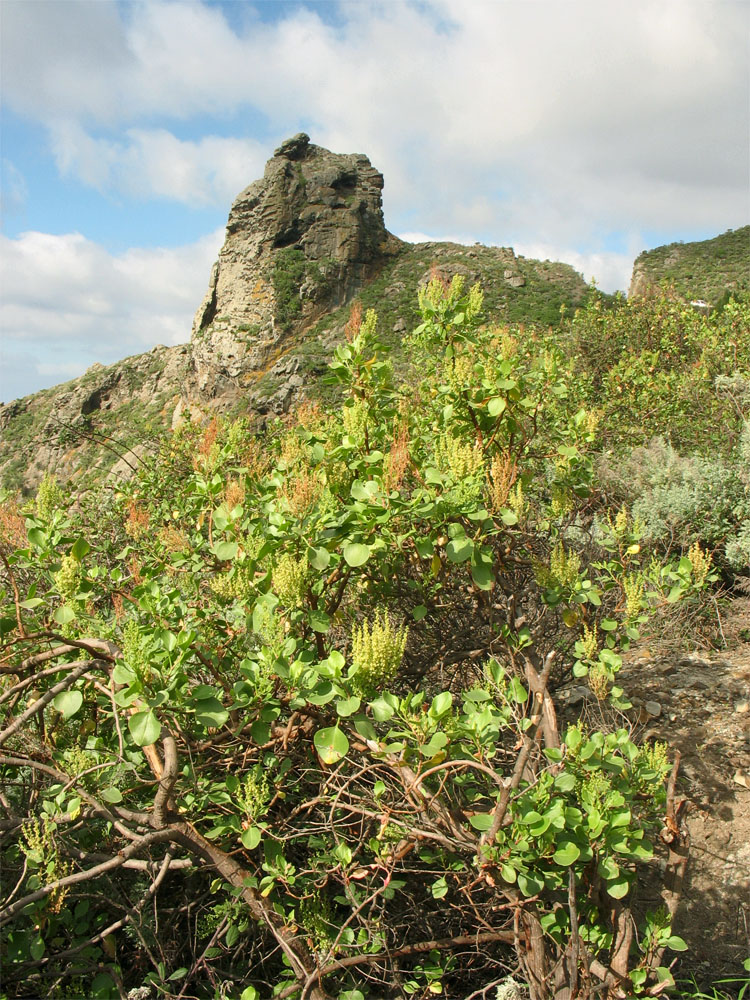 Image of Rumex lunaria specimen.