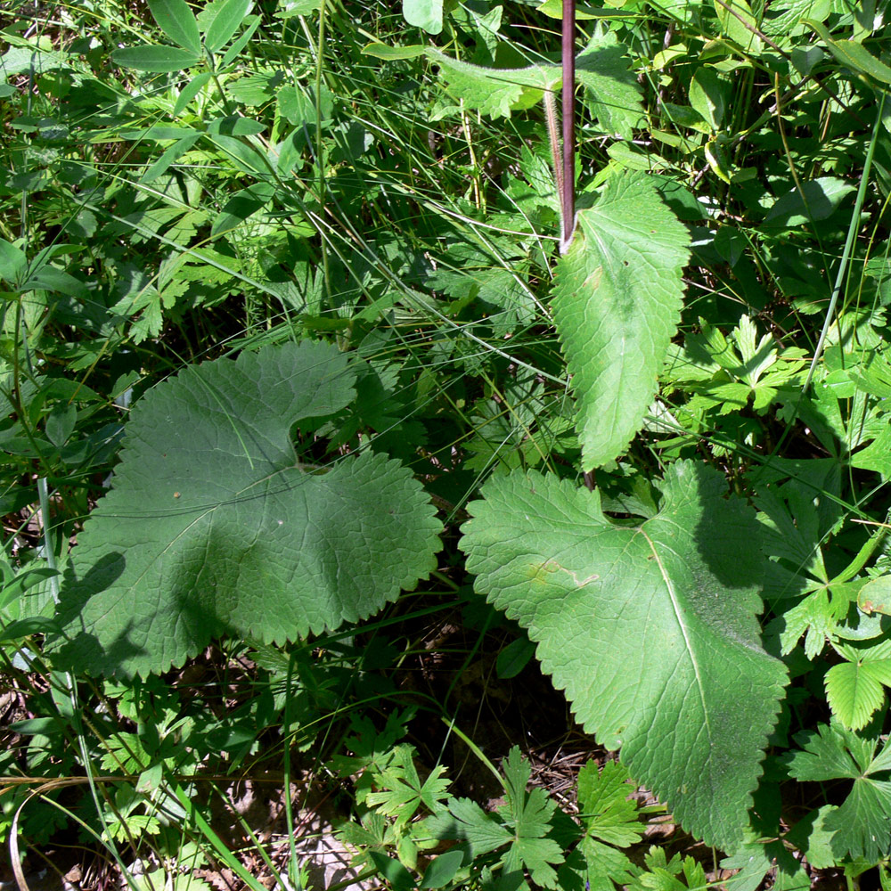 Image of Phlomoides tuberosa specimen.