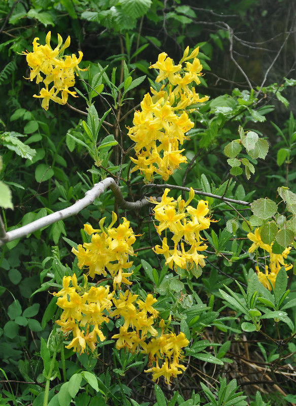 Изображение особи Rhododendron luteum.