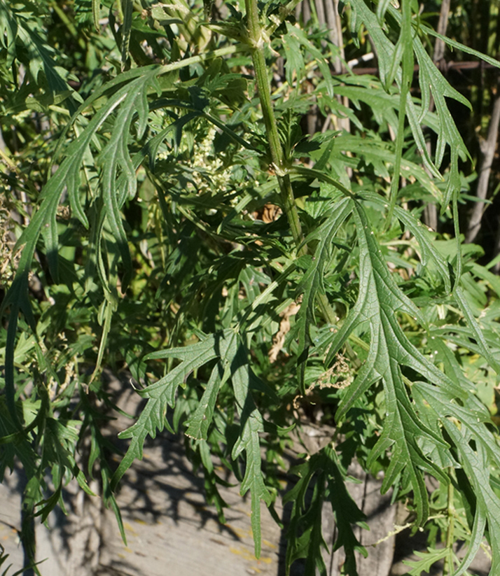 Image of Urtica cannabina specimen.