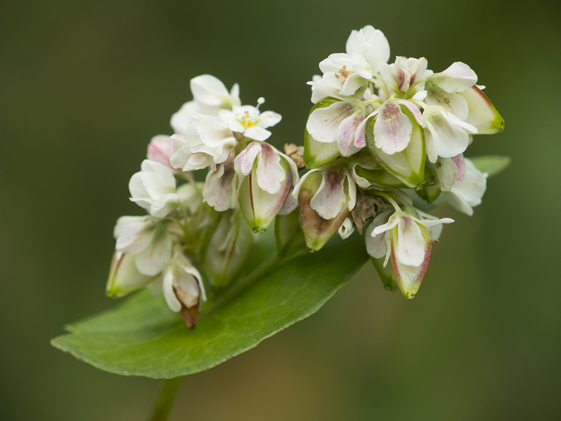 Изображение особи Fagopyrum esculentum.