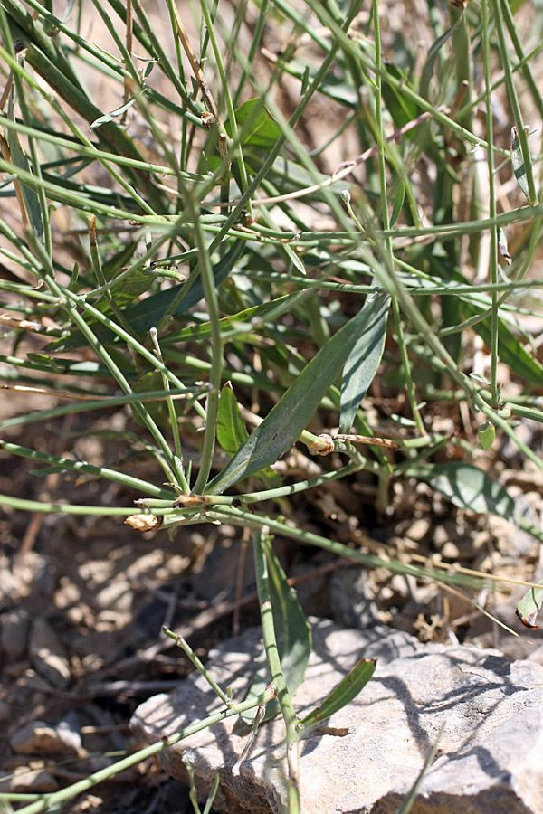 Изображение особи Chondrilla lejosperma.