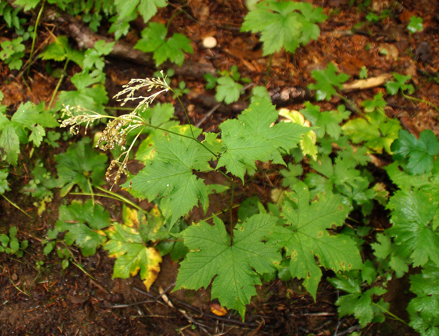 Image of Filipendula glaberrima specimen.