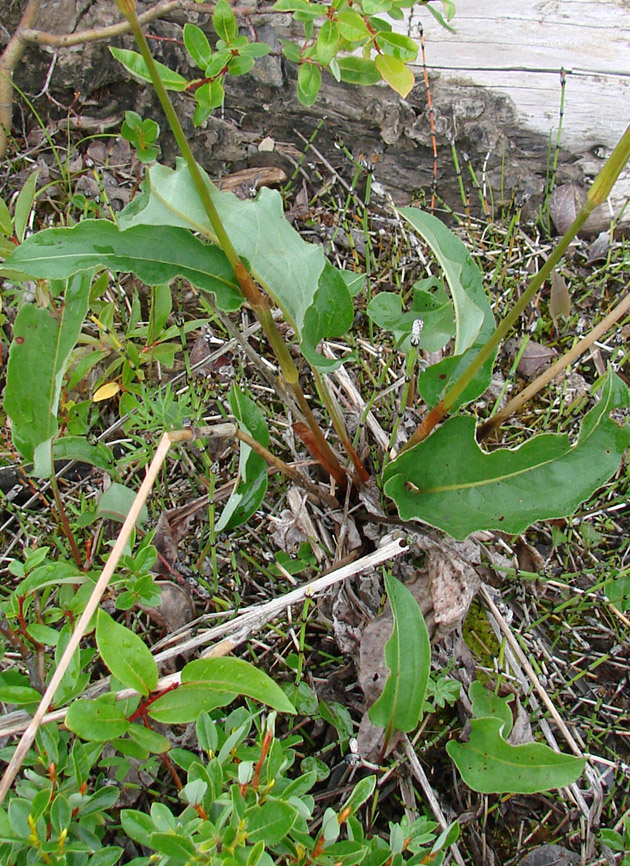 Изображение особи Bistorta officinalis.