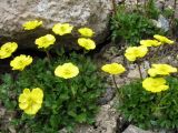 Ranunculus transiliensis. Цветущие растения. Казахстан, Сев. Тянь-Шань, Заилийский Алатау в окр. г. Алматы, Большое Алматинское ущ., р-н Космостанции, 3300 м н.у.м. 7 июля 2012 г.