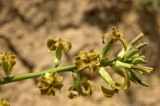 Matthiola tatarica