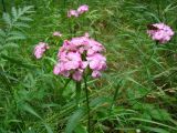 Dianthus barbatus