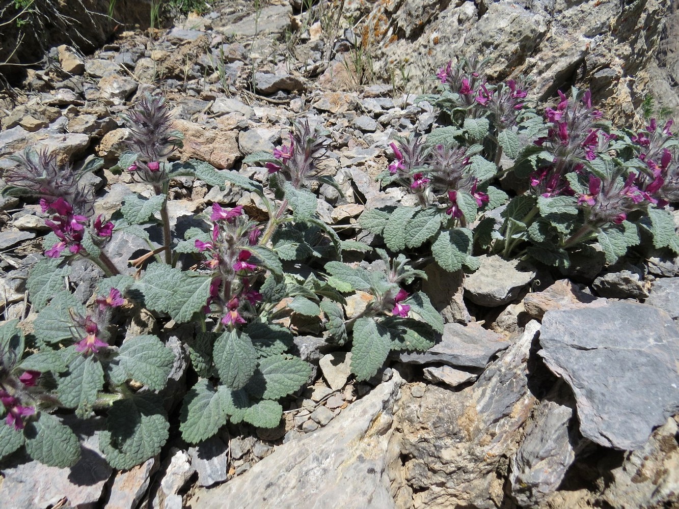 Изображение особи Phlomoides sewerzovii.