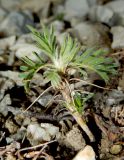 Astragalus arnacanthoides