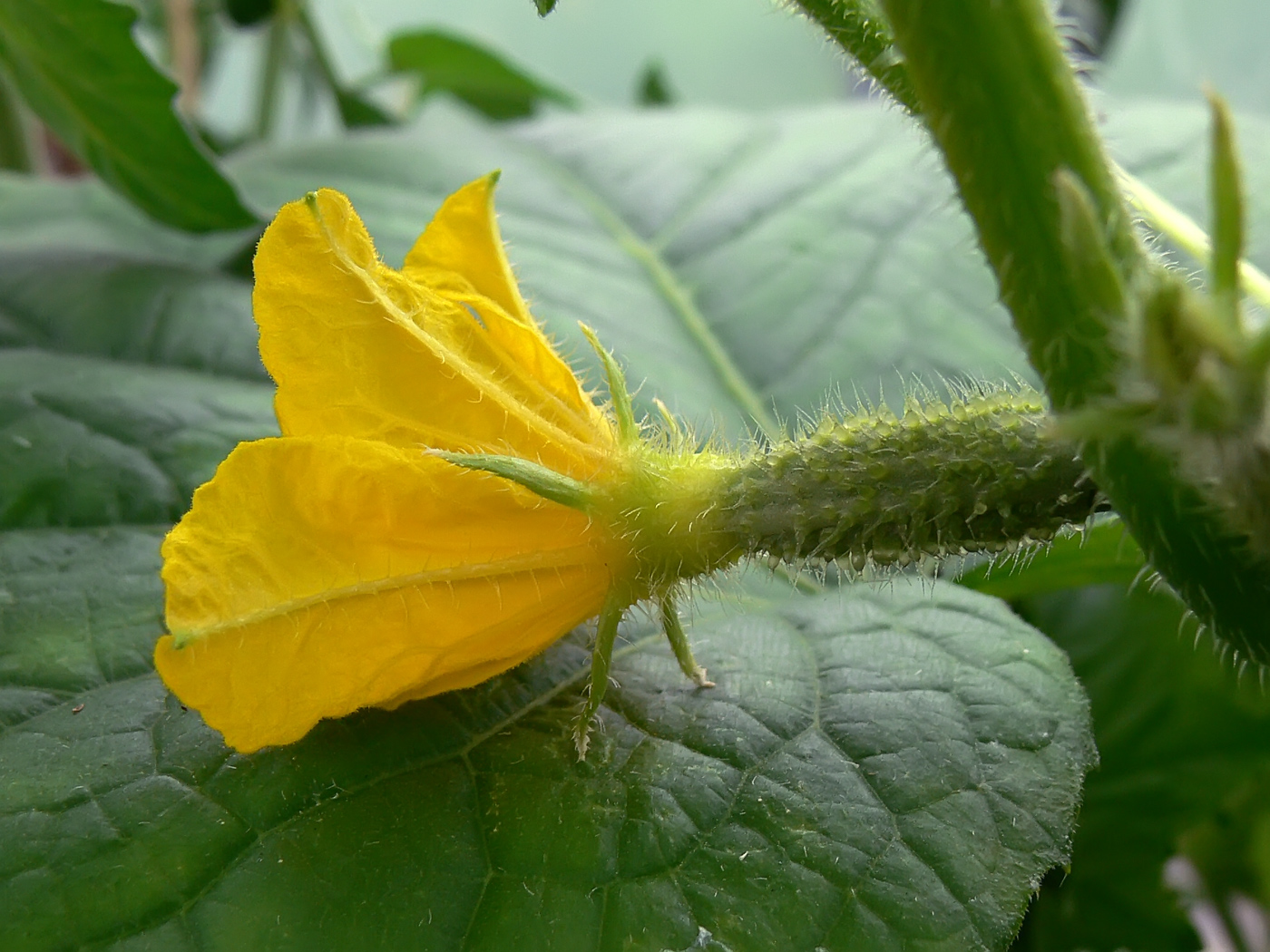 Изображение особи Cucumis sativus.