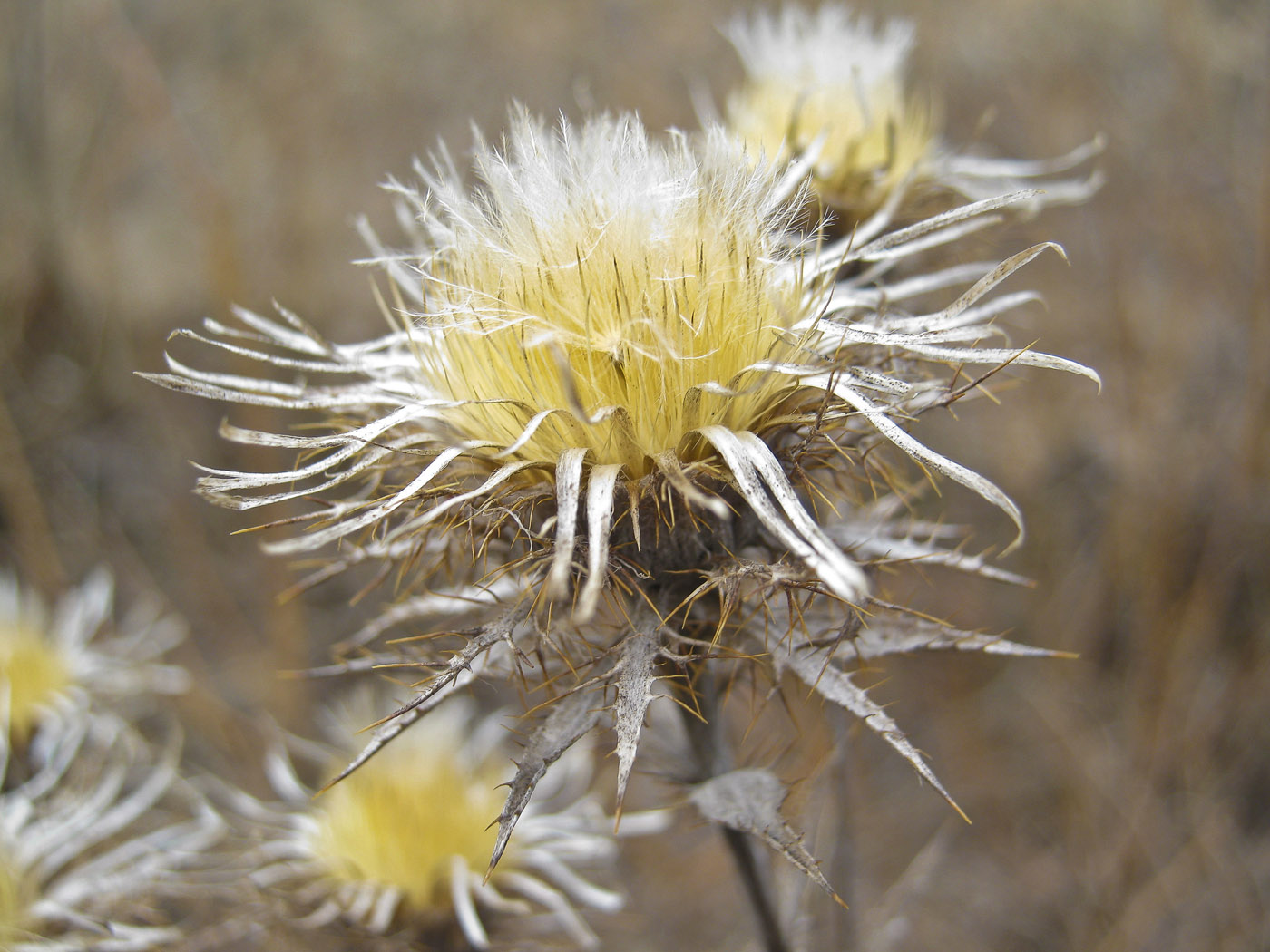 Изображение особи Carlina intermedia.