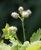 Chelidonium majus