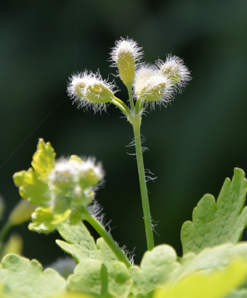 Image of Chelidonium majus specimen.