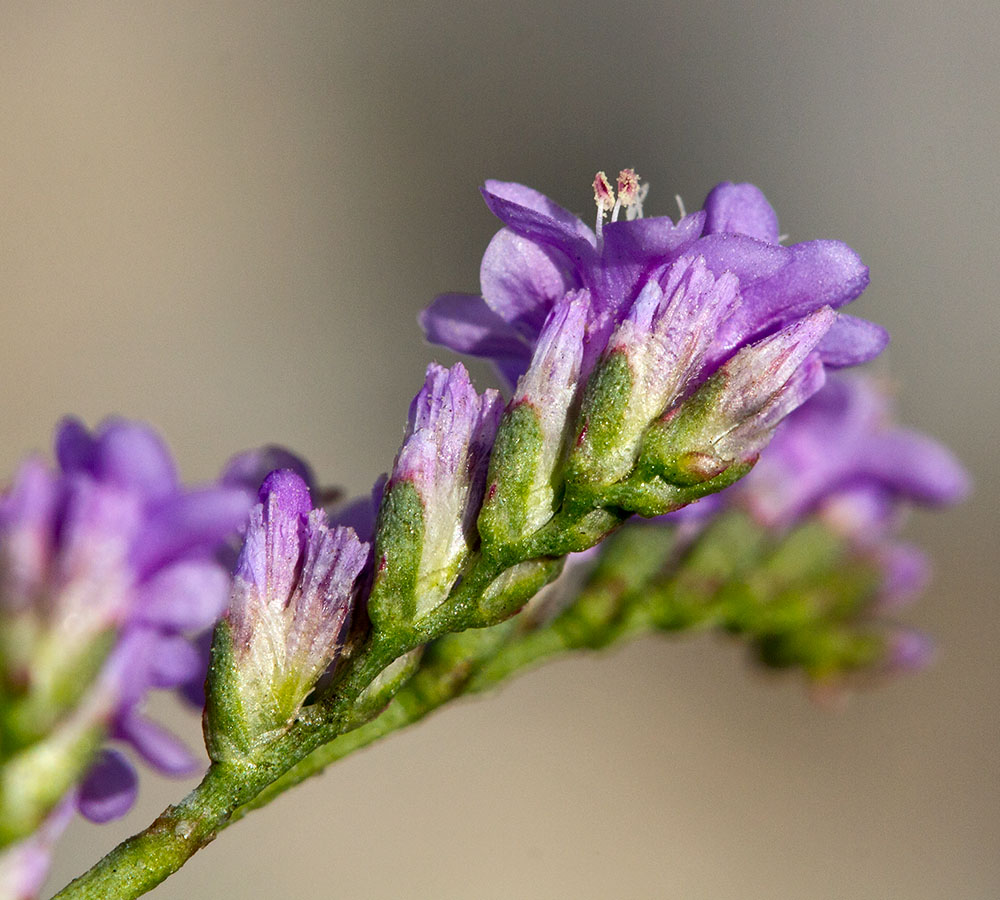 Image of Limonium narbonense specimen.