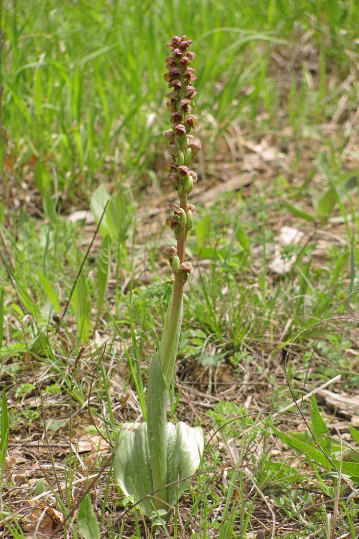 Image of Steveniella satyrioides specimen.