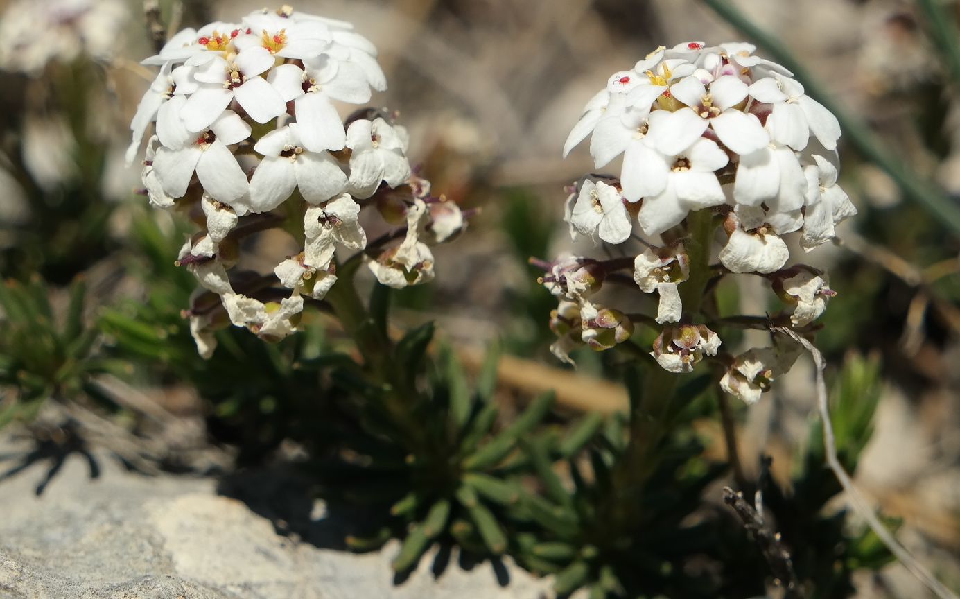 Изображение особи Iberis saxatilis.