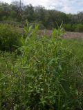 Euphorbia palustris