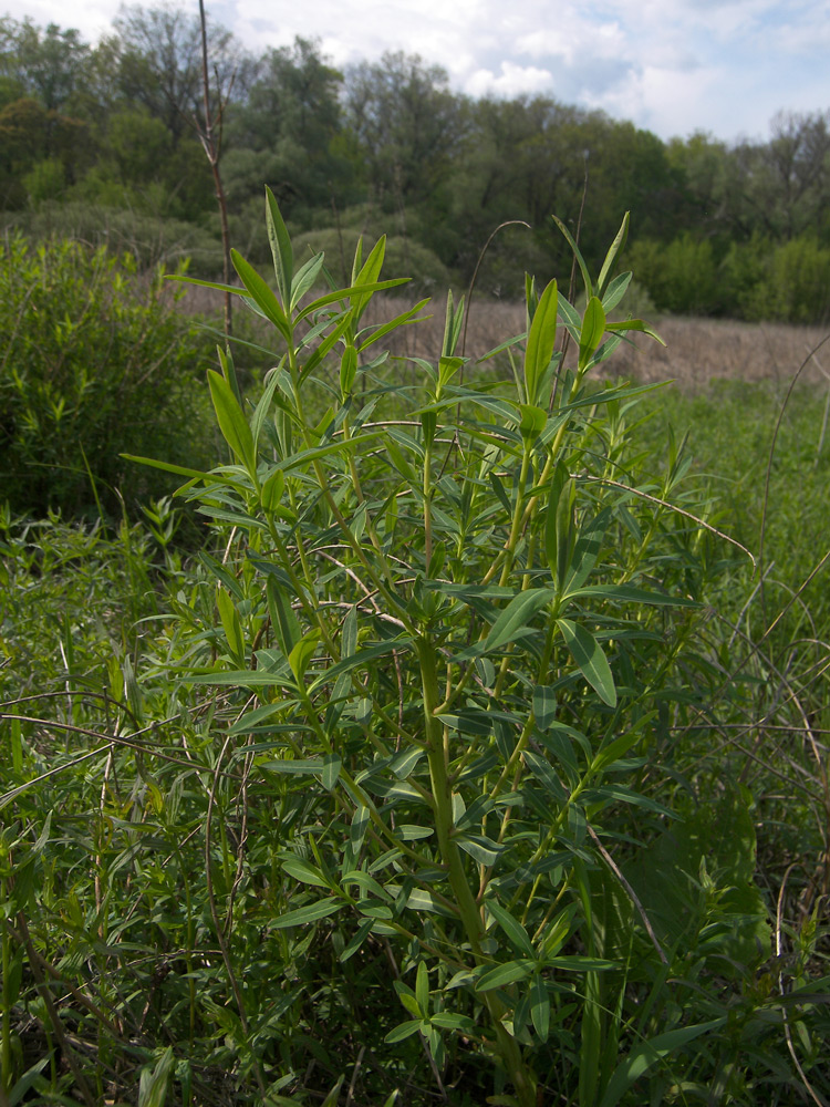 Изображение особи Euphorbia palustris.