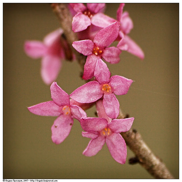 Изображение особи Daphne mezereum.